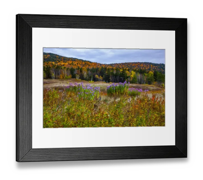 Framed Print : USA, New Hampshire, New England field off of highway 302 with Autumn daisies Framed Print : USA, New Hampshire, New England field off of highway 302 with Autumn daisies