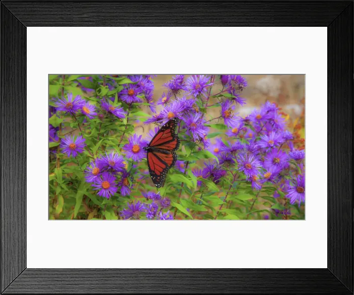 Framed Print : USA, New Hampshire field of daisies with Monarch Butterfly feeding just off of Highway Framed Print : USA, New Hampshire field of daisies with Monarch Butterfly feeding just off of Highway