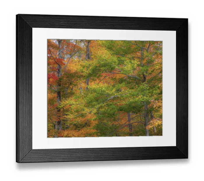Framed Print : USA, New Hampshire, Franconia hardwood forest of maple trees in Autumn Framed Print : USA, New Hampshire, Franconia hardwood forest of maple trees in Autumn
