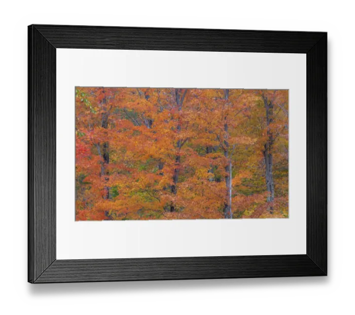 Framed Print : USA, New Hampshire, Franconia hardwood forest of maple trees in Autumn Framed Print : USA, New Hampshire, Franconia hardwood forest of maple trees in Autumn
