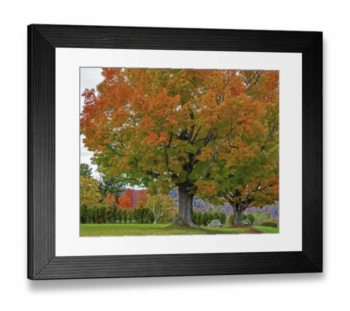 Framed Print : USA, New Hampshire, Fall colors with White Birch and Maple trees