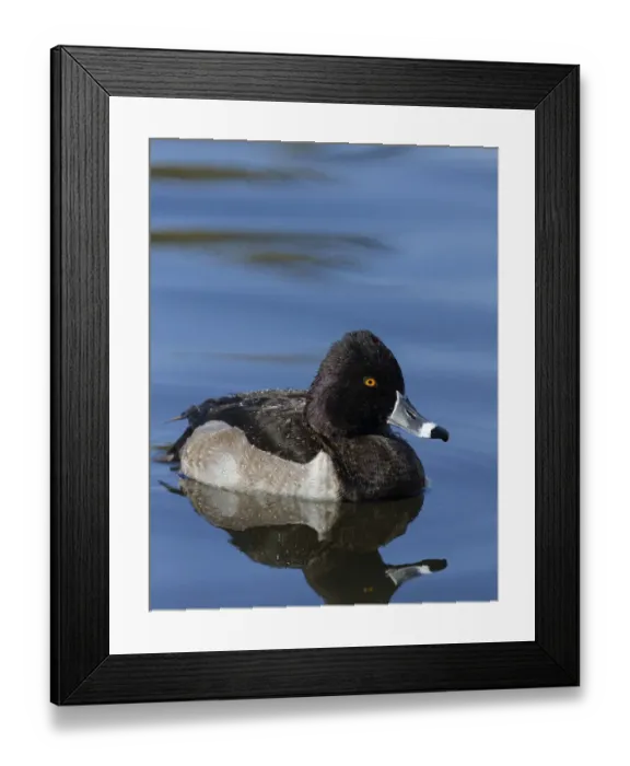Framed Print : Ring-necked Duck, Aythya collaris, New Mexico