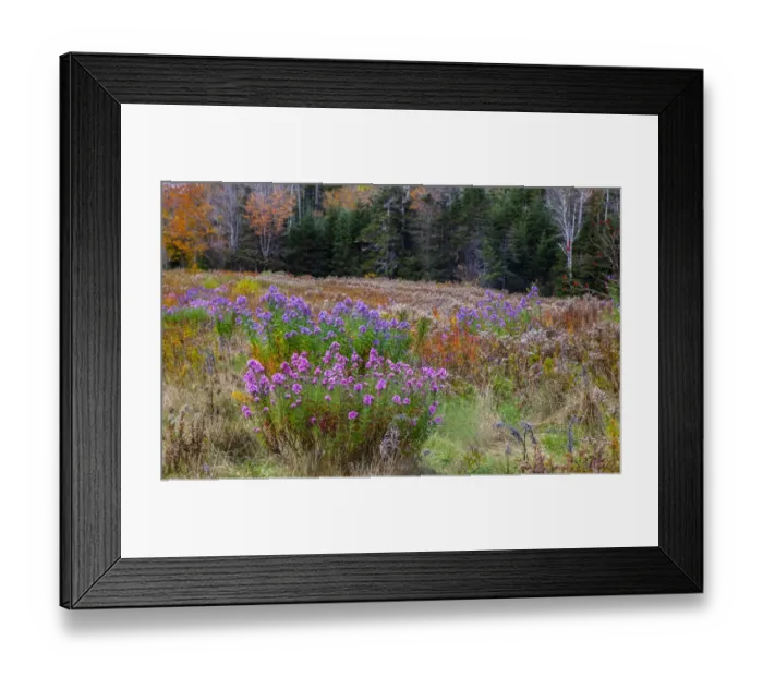Framed Print : USA, New Hampshire, New England field off of highway 302 with Autumn daisies
