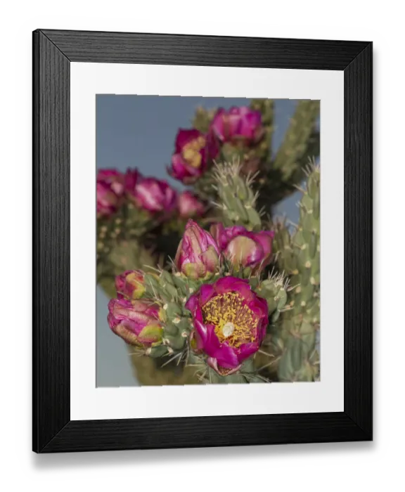 Framed Print : Tree cholla in bloom, high desert of Edgewood, New Mexico Framed Print : Tree cholla in bloom, high desert of Edgewood, New Mexico