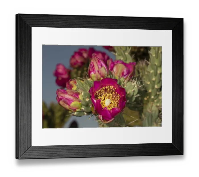 Framed Print : Tree cholla in bloom, high desert of Edgewood, New Mexico