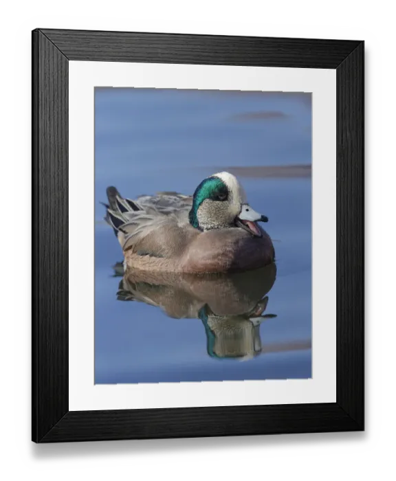 Framed Print : Male American Wigeon in freshwater pond, New Mexico Framed Print : Male American Wigeon in freshwater pond, New Mexico