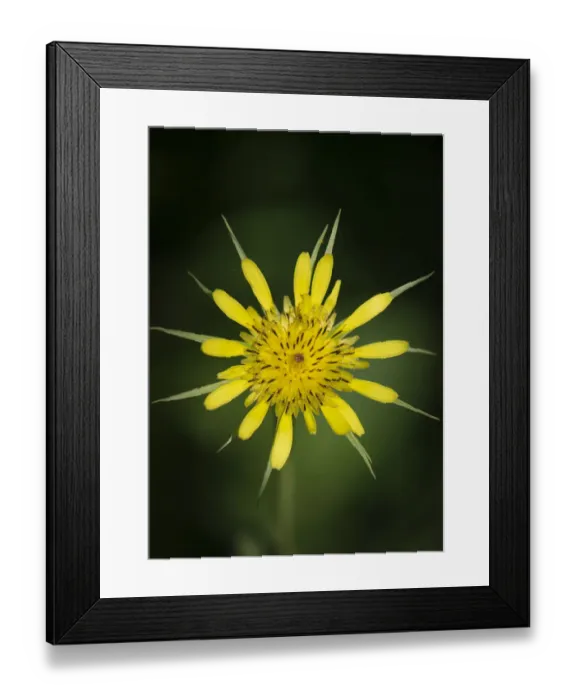 Framed Print : Yellow Salsify, Tragopogon dubius, Capulin Sprints Trail, Sandia Mountains, New Mexico Framed Print : Yellow Salsify, Tragopogon dubius, Capulin Sprints Trail, Sandia Mountains, New Mexico