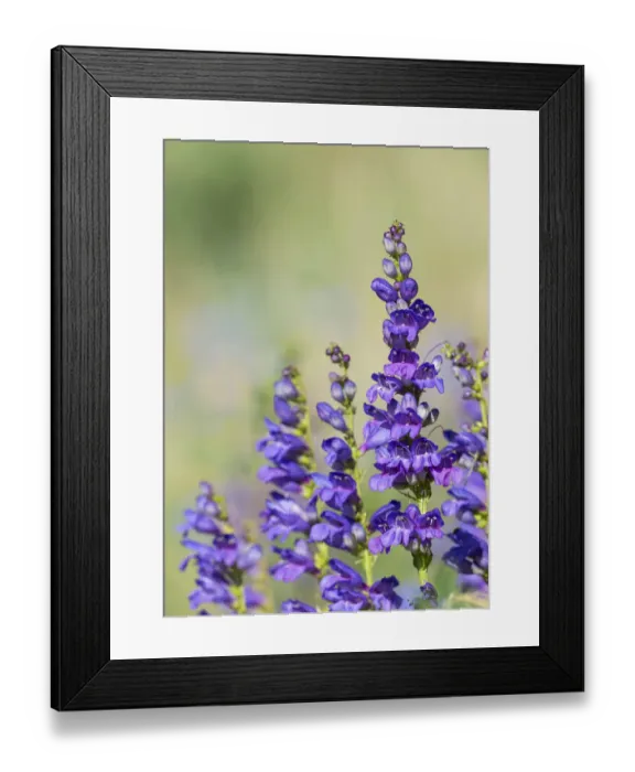Framed Print : Rocky Mountain Beardtongue, Rocky Mountain Penstemon flowers, Sandia Mountains