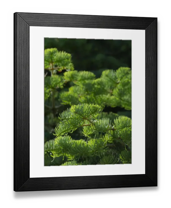 Framed Print : White fir needles, Abies concolor, Capulin Springs Trail, Sandia Mountains, New Mexico