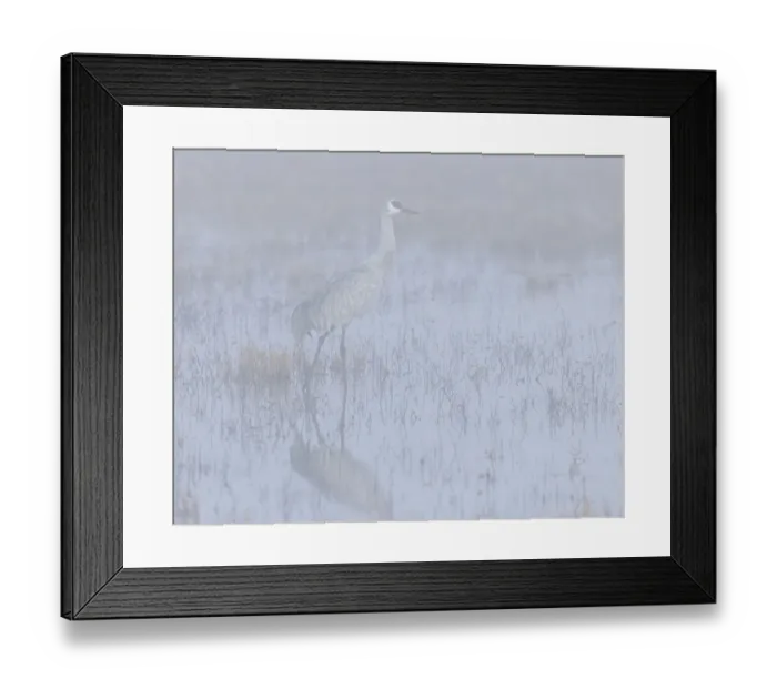 Framed Print : Sandhill crane, foggy morning, Bosque del Apache National Wildlife Refuge, New Mexico Framed Print : Sandhill crane, foggy morning, Bosque del Apache National Wildlife Refuge, New Mexico