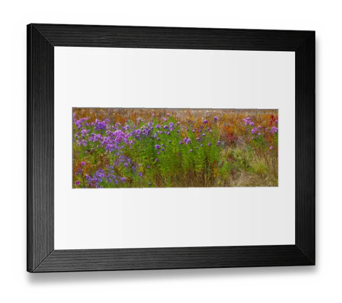 Framed Print : USA, New Hampshire, New England field off of highway 302 with Autumn daisies