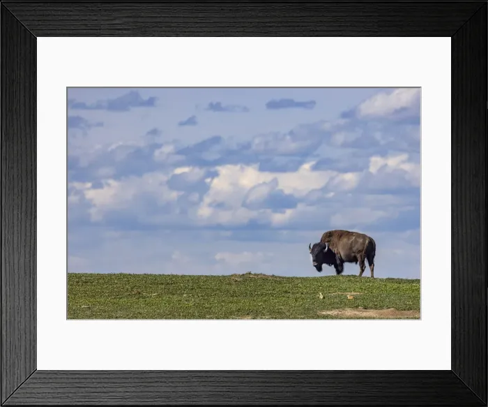 Framed Print : Bison bull in prairie dog town against the big sky in Theodore Roosevelt National Park