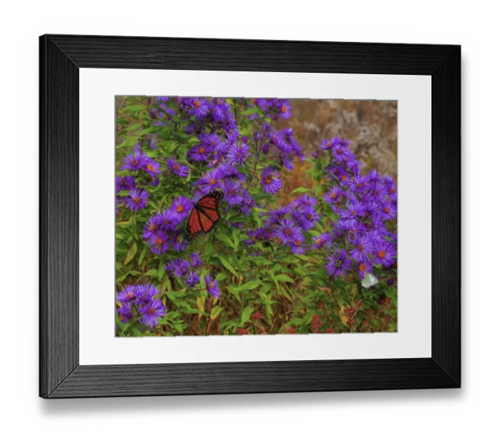 Framed Print : USA, New Hampshire field of daisies with Monarch Butterfly feeding just off of Highway Framed Print : USA, New Hampshire field of daisies with Monarch Butterfly feeding just off of Highway