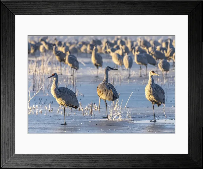 Framed Print : USA, New Mexico, Bernardo Wildlife Management Area. Sandhill cranes standing on ice