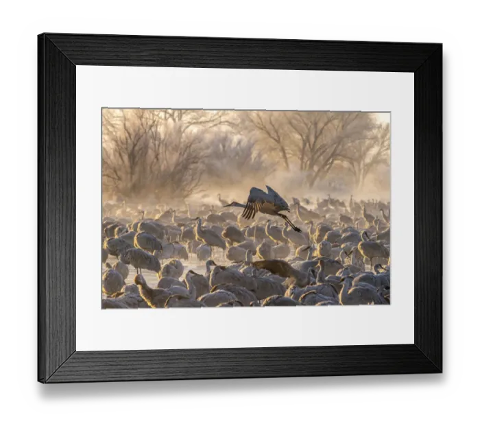 Framed Print : USA, New Mexico, Bernardo Wildlife Management Area. Sandhill crane taking flight on foggy Framed Print : USA, New Mexico, Bernardo Wildlife Management Area. Sandhill crane taking flight on foggy