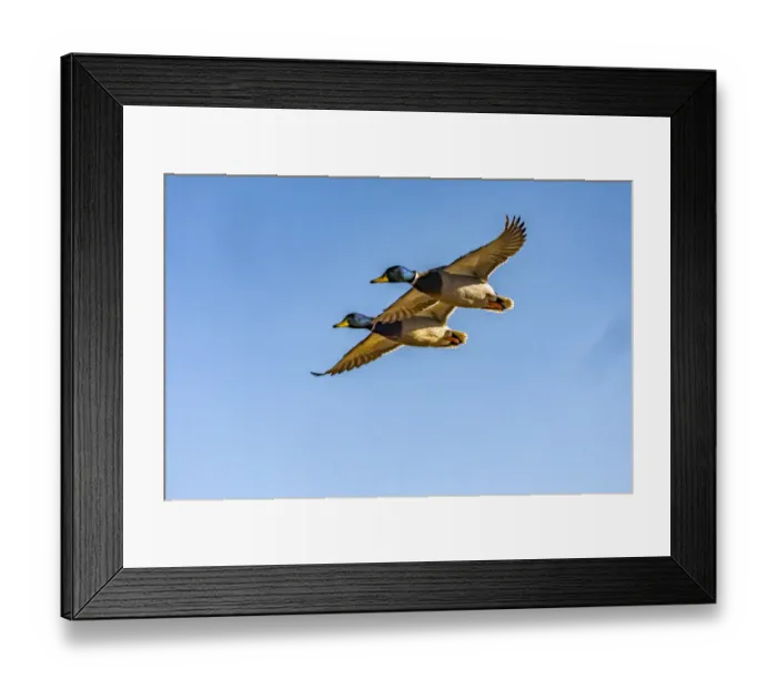 Framed Print : USA, New Mexico, Bosque del Apache National Wildlife Refuge. Mallard drakes in flight Framed Print : USA, New Mexico, Bosque del Apache National Wildlife Refuge. Mallard drakes in flight