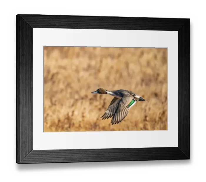 Framed Print : USA, New Mexico, Bosque del Apache National Wildlife Refuge. Pintail duck drake in flight Framed Print : USA, New Mexico, Bosque del Apache National Wildlife Refuge. Pintail duck drake in flight
