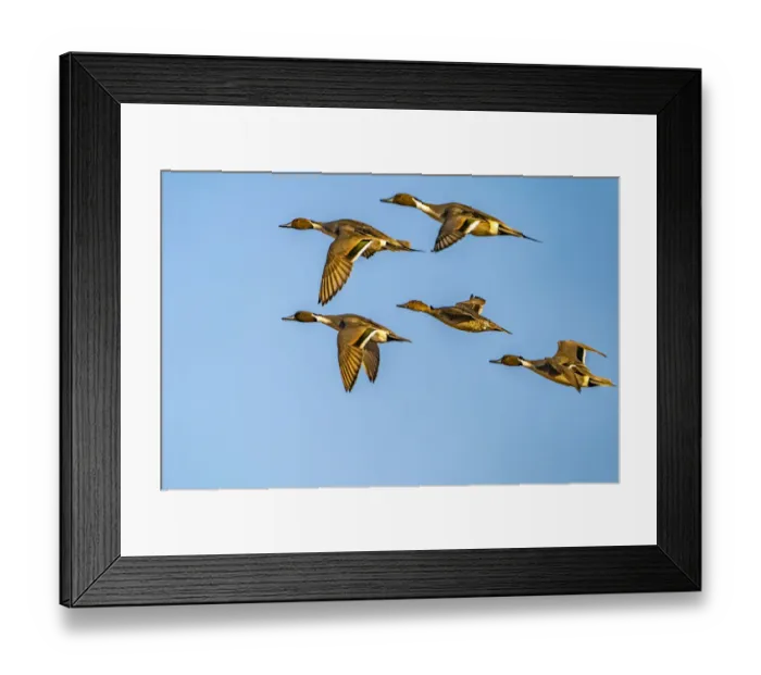 Framed Print : USA, New Mexico, Bosque del Apache National Wildlife Refuge Framed Print : USA, New Mexico, Bosque del Apache National Wildlife Refuge