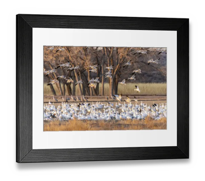 Framed Print : USA, New Mexico, Bosque del Apache National Wildlife Refuge Framed Print : USA, New Mexico, Bosque del Apache National Wildlife Refuge