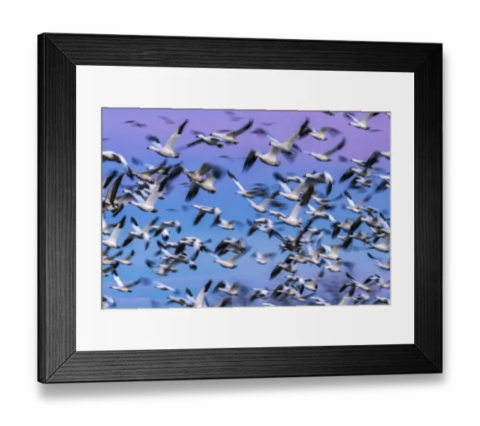 Framed Print : USA, New Mexico, Bernardo Wildlife Management Area. Blur of snow geese in flight Framed Print : USA, New Mexico, Bernardo Wildlife Management Area. Blur of snow geese in flight