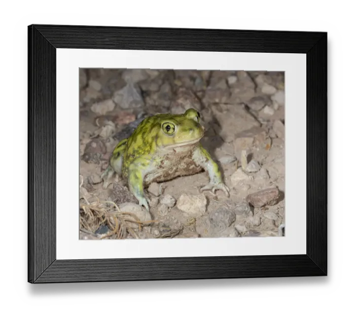 Framed Print : Couchs spadefoot, Scaphiopus couchii, Rodeo, New Mexico Framed Print : Couchs spadefoot, Scaphiopus couchii, Rodeo, New Mexico