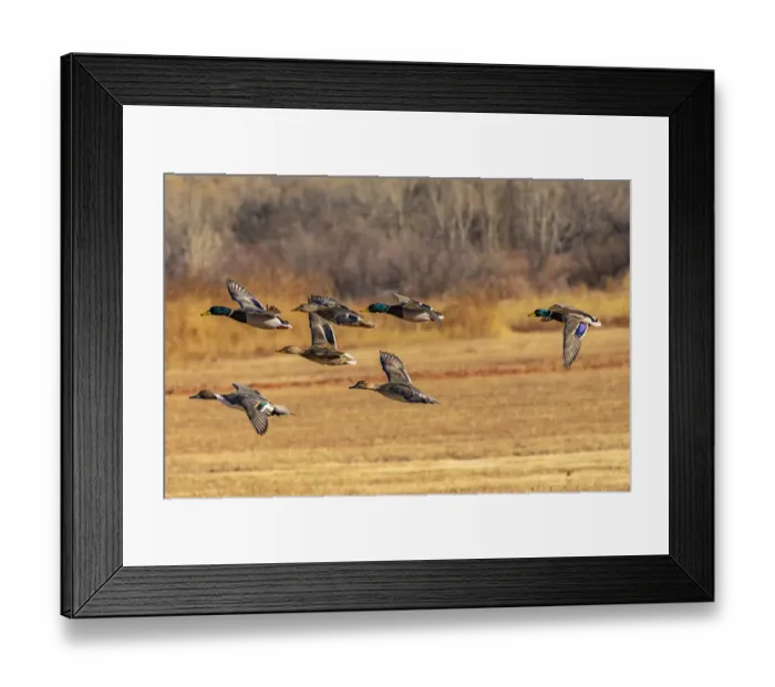 Framed Print : USA, New Mexico, Bosque del Apache National Wildlife Refuge Framed Print : USA, New Mexico, Bosque del Apache National Wildlife Refuge