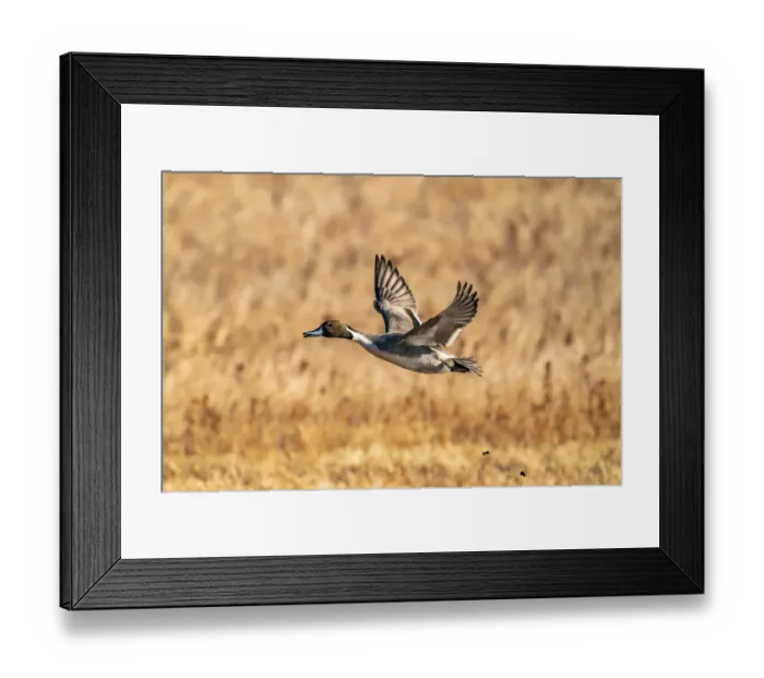 Framed Print : USA, New Mexico, Bosque del Apache National Wildlife Refuge. Pintail duck drake in flight