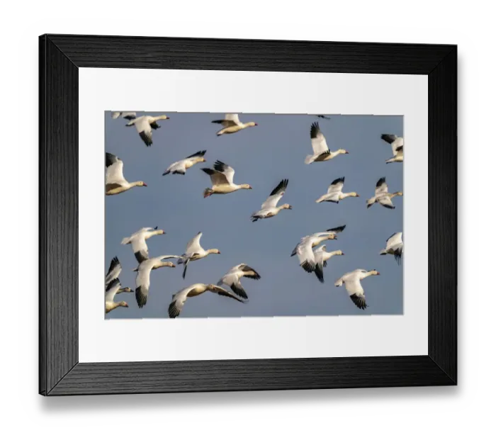 Framed Print : USA, New Mexico, Bosque del Apache National Wildlife Refuge. Snow geese flock in flight Framed Print : USA, New Mexico, Bosque del Apache National Wildlife Refuge. Snow geese flock in flight