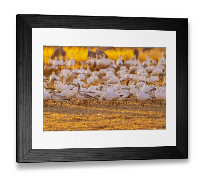 Framed Print : USA, New Mexico, Bernardo Wildlife Management Area. Snow geese feeding at sunset