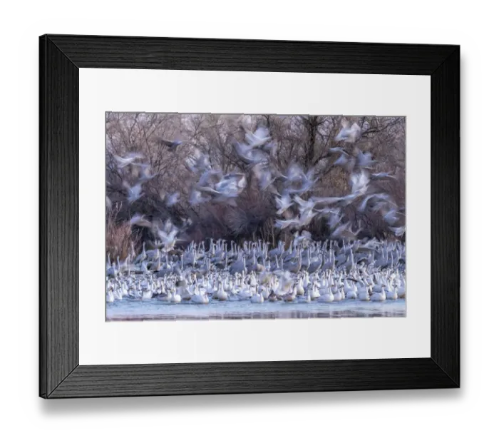 Framed Print : USA, New Mexico, Bernardo Wildlife Management Area. Snow geese Framed Print : USA, New Mexico, Bernardo Wildlife Management Area. Snow geese