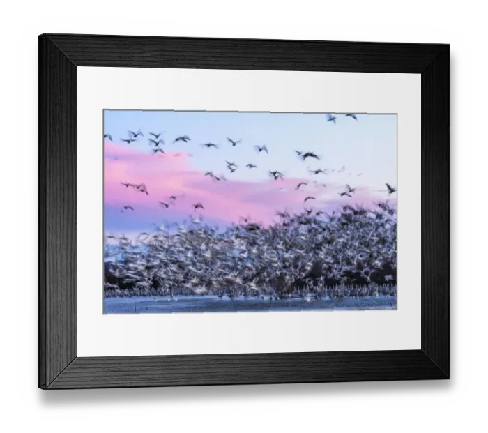 Framed Print : USA, New Mexico, Bernardo Wildlife Management Area. Snow geese take flight over sandhill