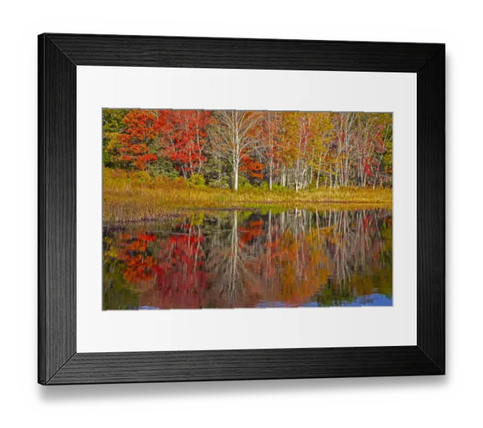 Framed Print : USA, New England, Maine, Lake with Fall colors reflected in calm water Framed Print : USA, New England, Maine, Lake with Fall colors reflected in calm water