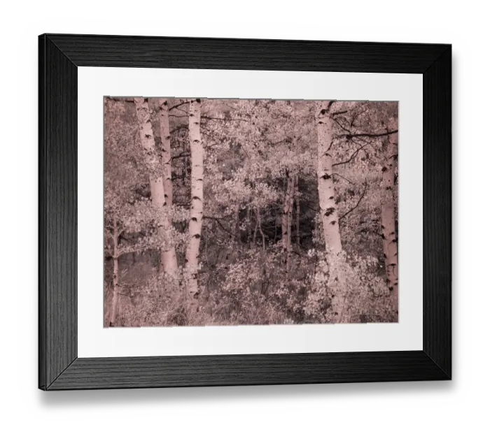 Framed Print : USA, Utah, Aspen Grove in infrared of the Logan Pass area Framed Print : USA, Utah, Aspen Grove in infrared of the Logan Pass area