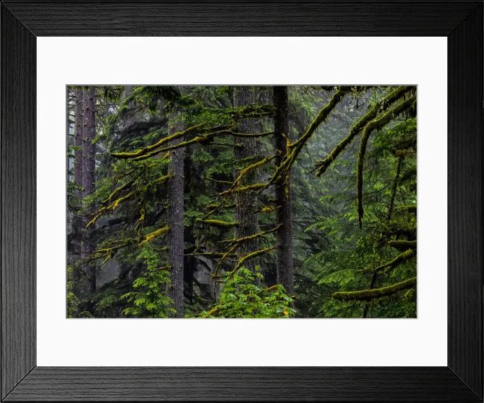 Framed Print : USA, Oregon, Silver Falls State Park