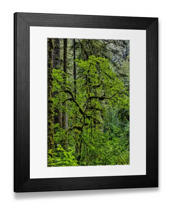 Framed Print : USA, Oregon, Silver Falls State Park