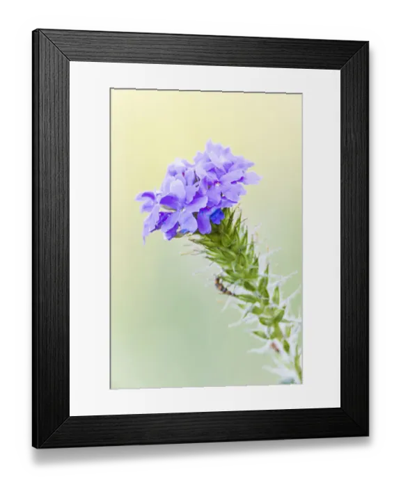 Framed Print : Lampasas, Texas, USA. Prairie Verbena wildflowers in the Texas Hill Country
