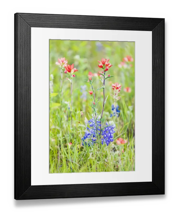 Framed Print : Llano, Texas, USA. Indian Paintbrush and Bluebonnet wildflowers in the Texas Hill Country