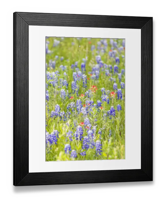 Framed Print : Llano, Texas, USA. Indian Paintbrush and Bluebonnet wildflowers in the Texas Hill Country Framed Print : Llano, Texas, USA. Indian Paintbrush and Bluebonnet wildflowers in the Texas Hill Country