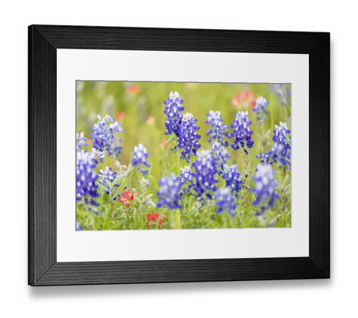 Framed Print : Llano, Texas, USA. Indian Paintbrush and Bluebonnet wildflowers in the Texas Hill Country Framed Print : Llano, Texas, USA. Indian Paintbrush and Bluebonnet wildflowers in the Texas Hill Country