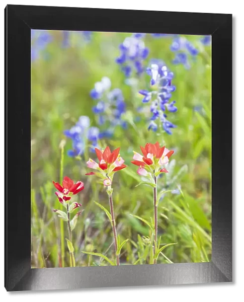 Llano, Texas, USA. Indian Paintbrush and Bluebonnet wildflowers in the Texas Hill Country