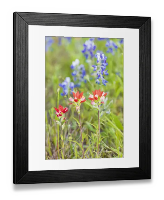 Framed Print : Llano, Texas, USA. Indian Paintbrush and Bluebonnet wildflowers in the Texas Hill Country Framed Print : Llano, Texas, USA. Indian Paintbrush and Bluebonnet wildflowers in the Texas Hill Country