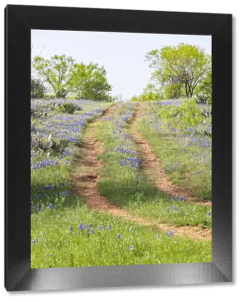 Llano, Texas, USA. Two rut road through bluebonnets in the Texas Hill Country