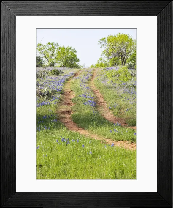 Framed Print : Llano, Texas, USA. Two rut road through bluebonnets in the Texas Hill Country Framed Print : Llano, Texas, USA. Two rut road through bluebonnets in the Texas Hill Country