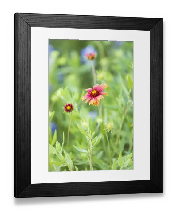 Framed Print : Llano, Texas, USA. Indian Blanket wildflowers in the Texas Hill Country Framed Print : Llano, Texas, USA. Indian Blanket wildflowers in the Texas Hill Country