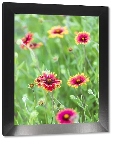 Llano, Texas, USA. Indian Blanket wildflowers in the Texas Hill Country