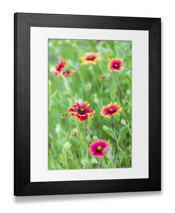 Framed Print : Llano, Texas, USA. Indian Blanket wildflowers in the Texas Hill Country Framed Print : Llano, Texas, USA. Indian Blanket wildflowers in the Texas Hill Country