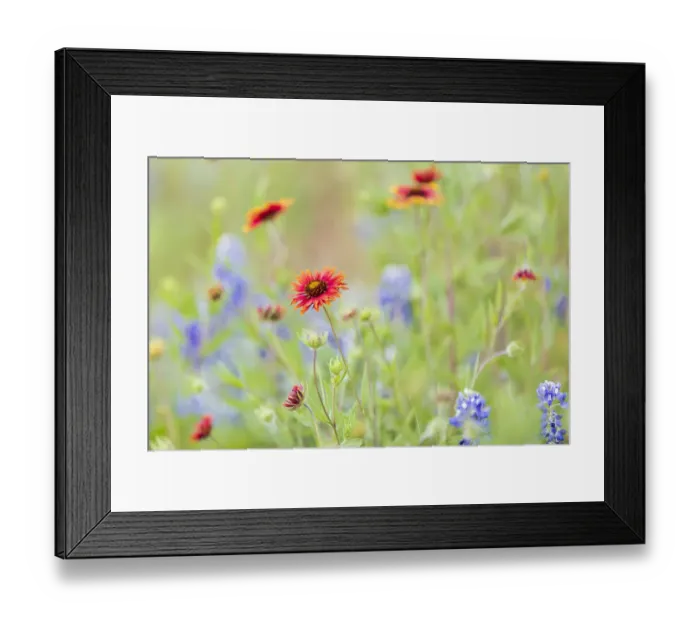 Framed Print : Llano, Texas, USA. Indian Blanket and Bluebonnet wildflowers in the Texas Hill Country