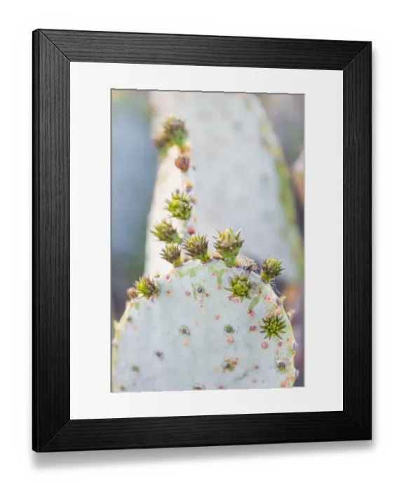 Framed Print : Llano, Texas, USA. Prickly pear cactus in the Texas Hill Country Framed Print : Llano, Texas, USA. Prickly pear cactus in the Texas Hill Country