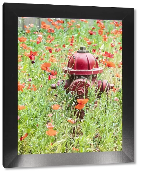 Castroville, Texas, USA. Poppies and fire hydrant in the Texas Hill Country