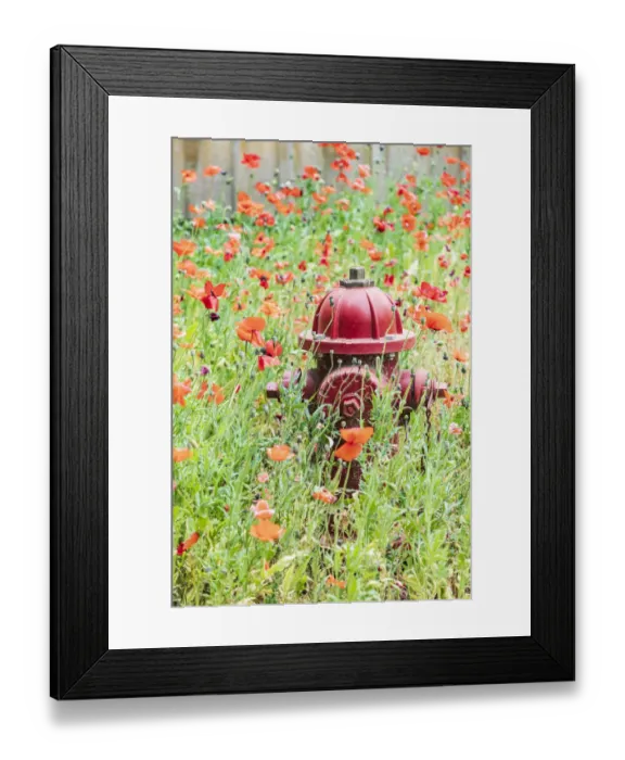 Framed Print : Castroville, Texas, USA. Poppies and fire hydrant in the Texas Hill Country Framed Print : Castroville, Texas, USA. Poppies and fire hydrant in the Texas Hill Country